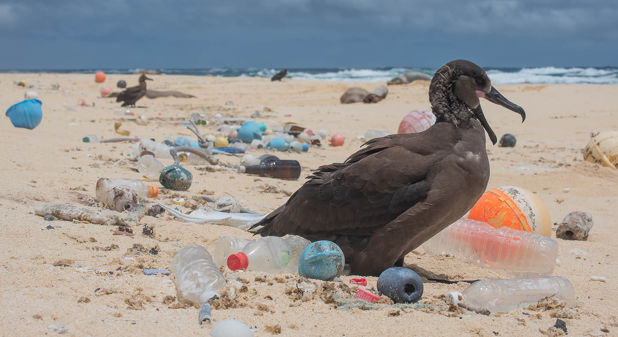 Ocean bird surrounded by plastic. Image by Mathew Chauvin