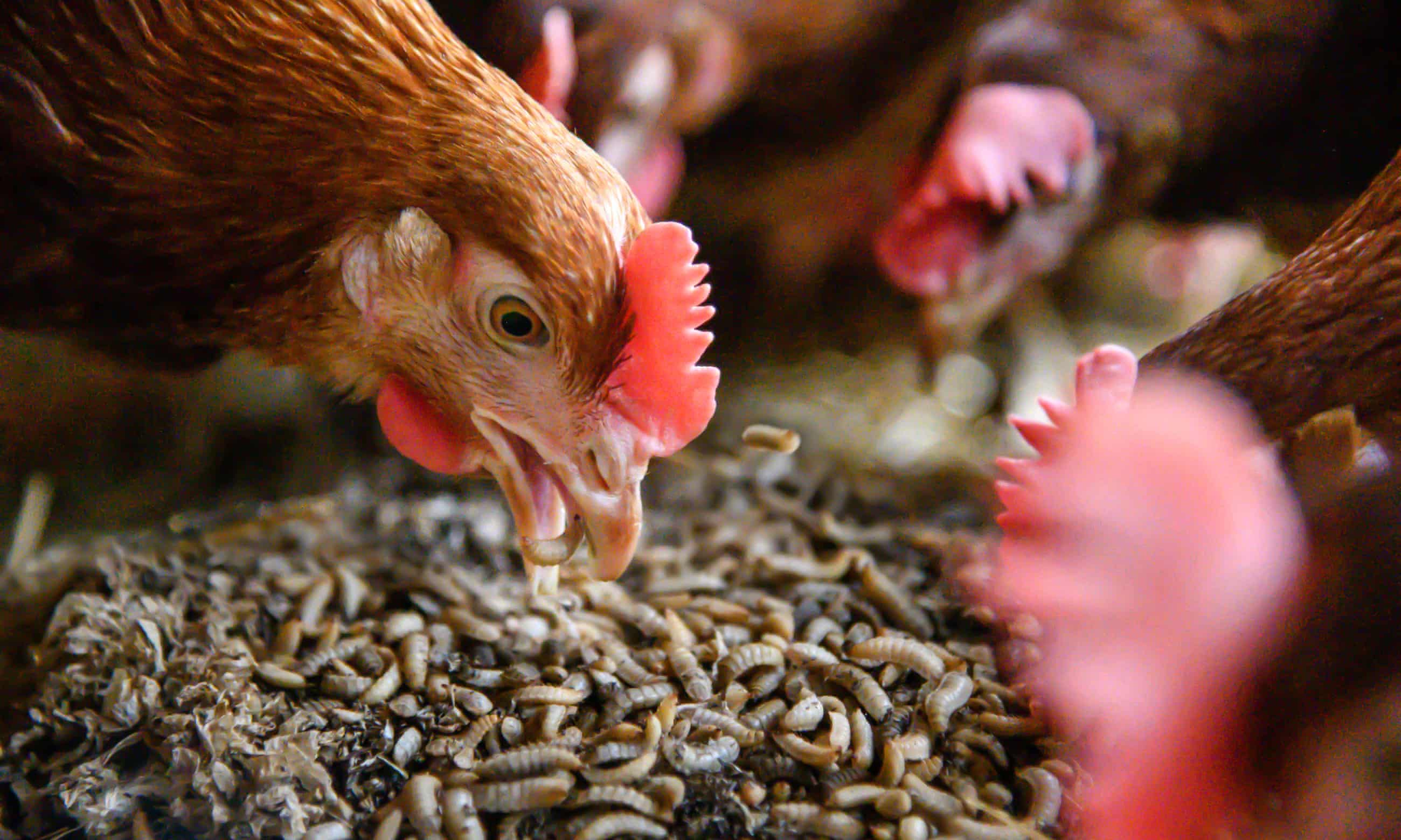 Some new ways of natural nutrition are been used in the food industry.