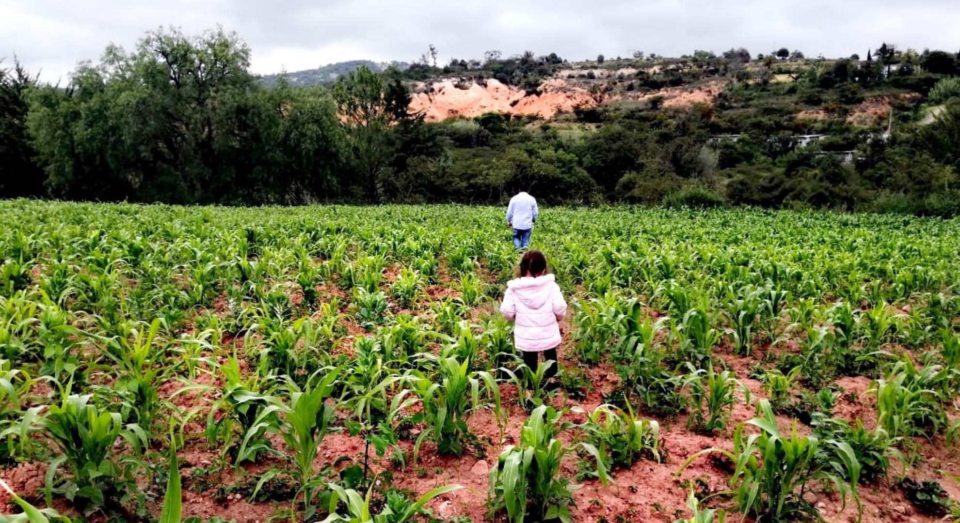a milpa es un sistema alimentario indígena basado en el cultivo de maíz, frijoles y calabazas. Foto de Lourdes Diego Cervantes